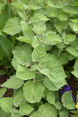Physalis peruviana en été au jardin botanique