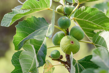 Close-up of green figs growing on a fig tree after the rain, surrounded by large, vibrant leaves