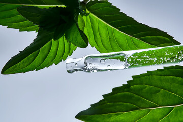 A pipette with a drop of serum in refreshing mint leaves.
