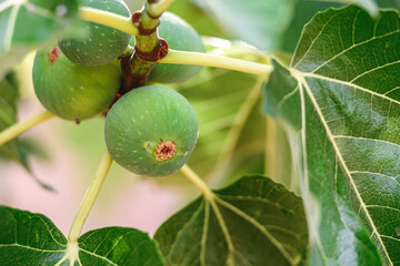 Close-up of green figs growing on a fig tree after the rain, surrounded by large, vibrant leaves
