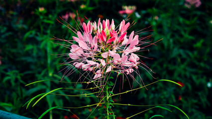 pink flower of a thistle