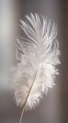 Obraz premium Delicate white ostrich feather with soft focus background and subtle lighting