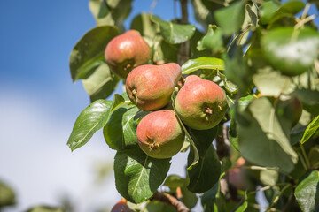 Ripe pears growing on a tree branch in a sunny orchard after the rain. The fruit is surrounded by...