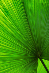 Close-up of a vibrant green leaf showing intricate details and natural textures.