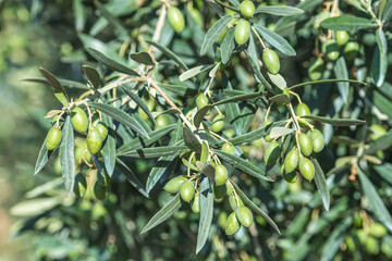 Close-up of unripe green olives growing on a branch of an olive tree after the rain, surrounded by...