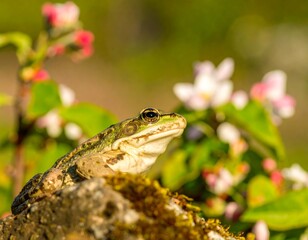 Fototapeta premium Frog on a rock amidst flowers