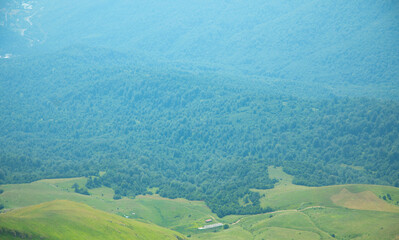 Green forest landscape. Beautiful view