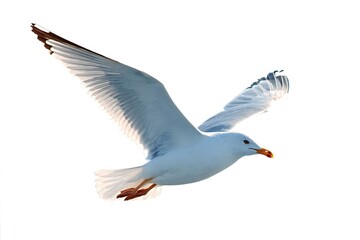 Obraz premium Seagull in Flight Against a Clear White Sky Bird Soaring Freely in the Air Natural Beauty Wildlife