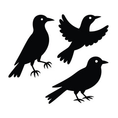 Fototapeta premium Three black birds silhouette white flying