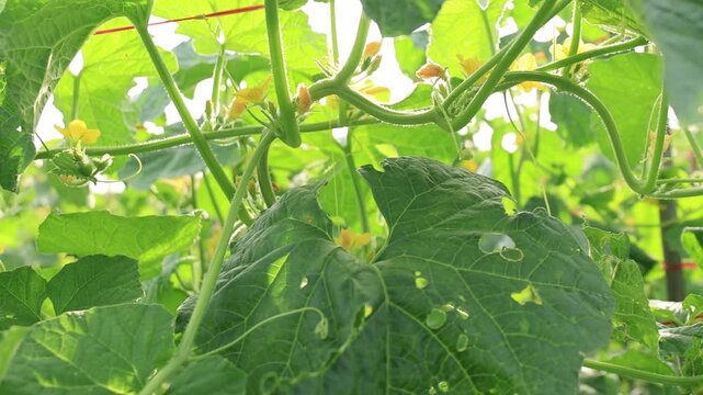 water gourd or vegetable gourd plant, young plants, winter melon garden, wax gourd farm nature, marrow organic in the plantation, ash gourd farming, home gardening tropical of asian