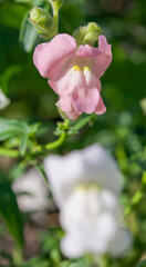 Beautiful close-up of antirrhinum majus subsp. majus
