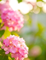 Delicate pink hydrangeas in sunlight