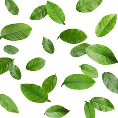 Citrus plant leaves in air against white background