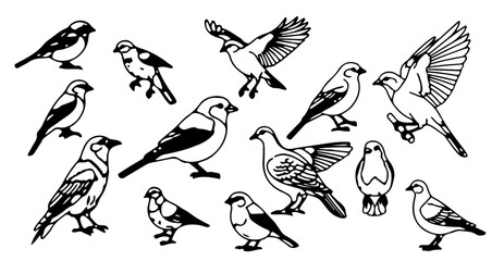 Bird species identification guide featuring various bird breeds and bird watching tips for ornithology fans
