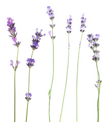 Obraz premium Lavender isolated on white, set. Fragrant flowers