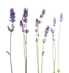 Naklejka premium Lavender isolated on white, set. Fragrant flowers
