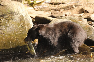 A side shot of a black bear with a caught salmon in the river in Alaska