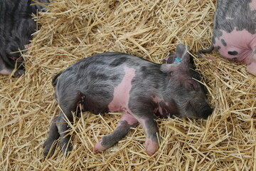 Cerdo Asturcelta