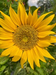 sunflower in the garden