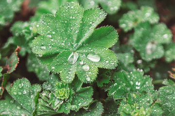 Green leaves glisten with fresh raindrops, each droplet magnifying the delicate veins and textures. Close-up captures a serene, refreshing moment in nature quiet aftermath