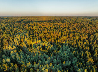 Aerial Drone View of a Pine Forest with Sunlit Tree Canopies at Sunset