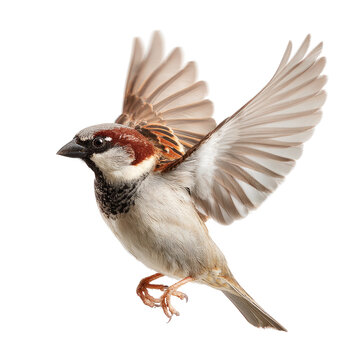Sparrow in flight