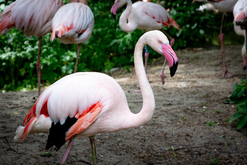 A single pink flamingo standing on the ground among other birds in a zoo enclosure on a warm summer day with soft natural light