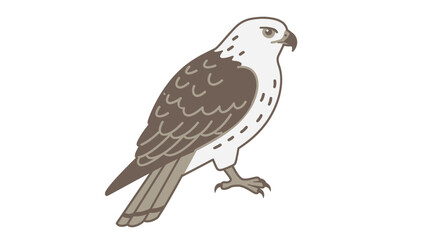 Obraz premium Elegant White-tailed Hawk Bird Illustration