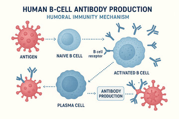 Human B-cell Antibody Production and Humoral Immunity Mechanism, Illustration