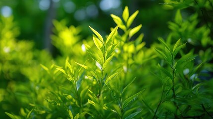 Bright green leaves bask in sunlight, creating a fresh and vibrant scene in a lush natural setting