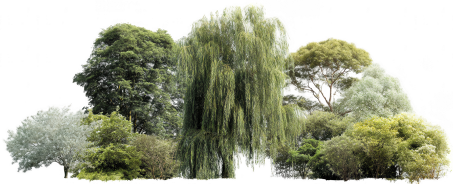 various types of trees and shrubs, isolated on a white background, png, transparent