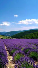 Fototapeta premium Lavender field under a blue sky