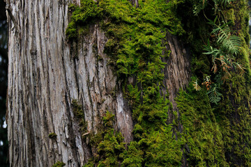 MossCovered Tree Trunk in Forest Setting Nature Texture for EcoThemed Designs