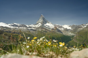Matterhorn mountain in the summer with Vibrant Alpine Flowers in Foreground, captured from Blauherd...