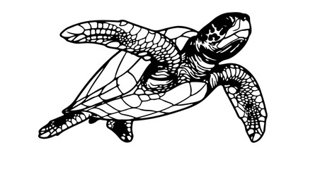 Sea turtle illustration black and white vector graphic ocean animal wildlife marine life swimming turtle drawing art