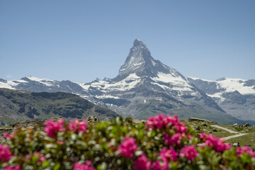Matterhorn mountain in the summer with Vibrant Alpine Flowers in Foreground, captured from Blauherd...