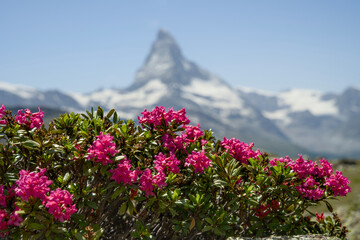 Matterhorn mountain in the summer with Vibrant Alpine Flowers in Foreground, captured from Blauherd...