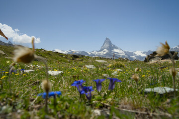 Matterhorn mountain in the summer with Vibrant Alpine Flowers in Foreground, captured from Blauherd...