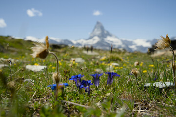 Matterhorn mountain in the summer with Vibrant Alpine Flowers in Foreground, captured from Blauherd...