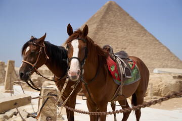 two horses in front of the Great Pyramid of Giza, Egypt