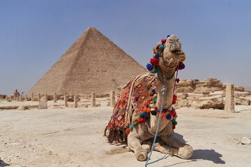 A camel in front of the Great Pyramid of Giza, Egypt