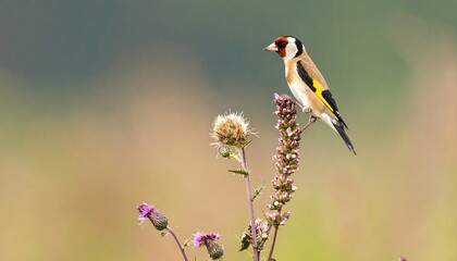 Fototapeta premium A small songbird perches atop a flowering plant against a blurred natural backdrop