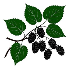 Blackberries on a branch with leaves
