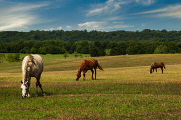 Obraz premium White Horse Leads Three Horses Grazing in Field