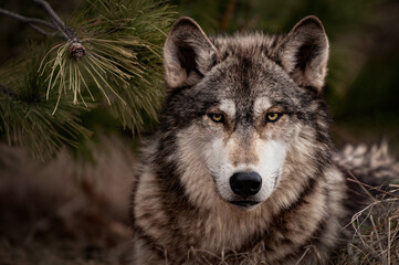 Grey Wolf (Canis lupus) Lies Under Pine Tree Staring Out