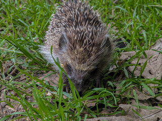 Cute hedgehog sniffing the ground in green grass. Wildlife photo in a natural environment. 