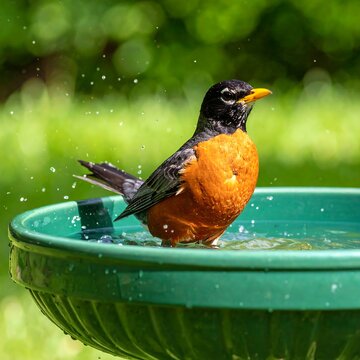 Bird bathing in a garden fountain (1)