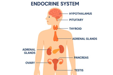 Endocrine System Diagram - Human Anatomy Illustration