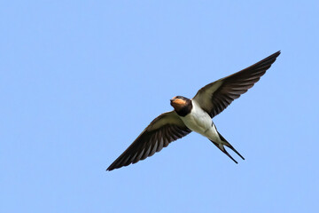barn swallow