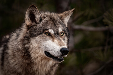 Grey Wolf (Canis lupus) Looks Out Warily One Ear Cocked